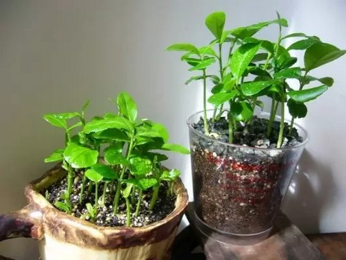 柠檬盆栽种植技术
