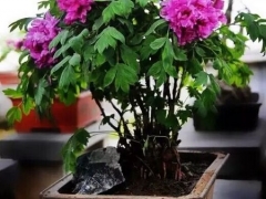 牡丹花盆栽方法