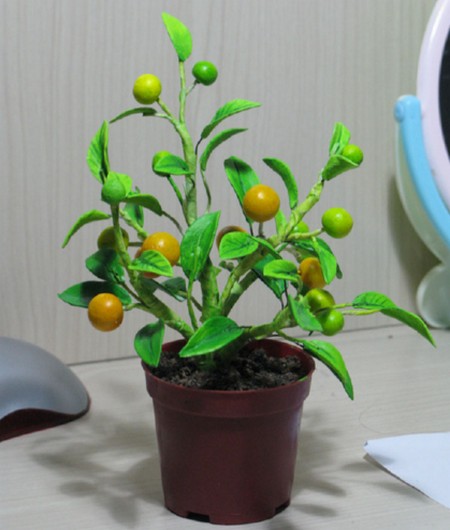 金橘盆栽技术