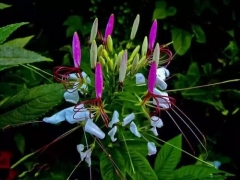 盆栽醉蝶花种植技术