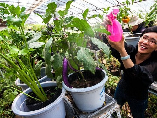 家庭蔬菜盆栽技术