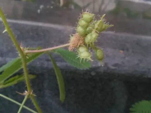 含羞草种植方法6