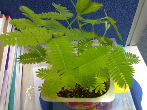 含羞草种植方法