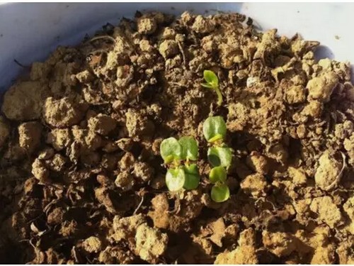 含羞草种植方法2