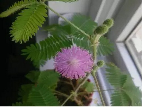 含羞草种植方法5