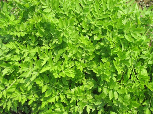 盆栽水芹菜种植技术4