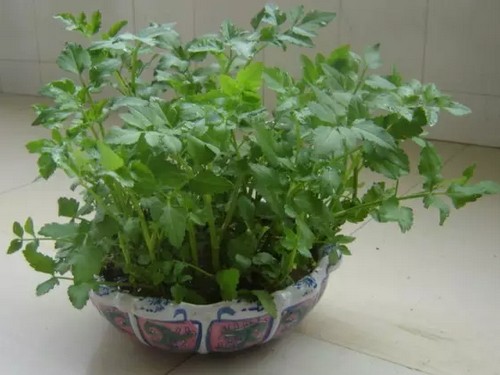 盆栽水芹菜种植技术1