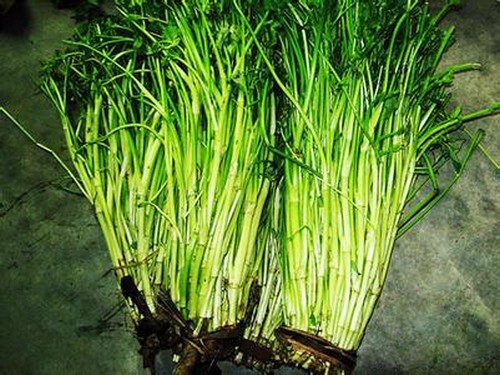 盆栽水芹菜种植技术2