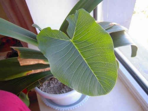 独角莲种植技术