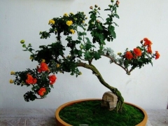 盆栽菊花种植技术