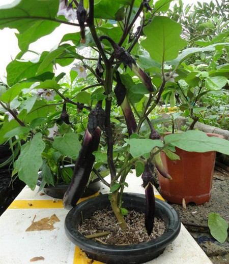 阳台盆栽茄子的种植方法