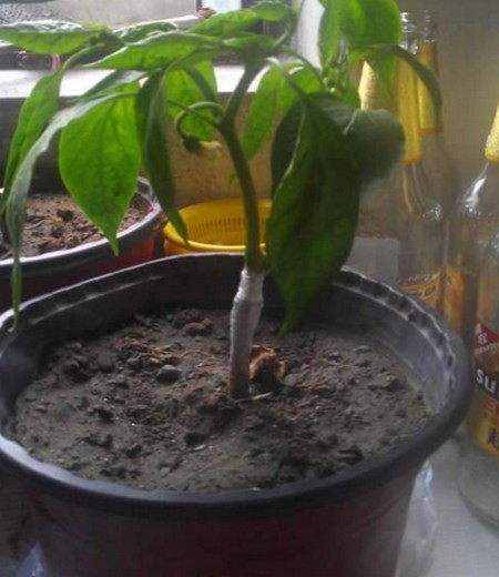 茄子嫁接栽培技术