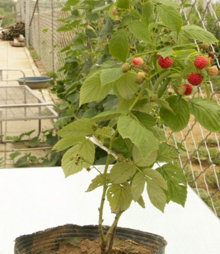 盆栽树莓种植方法，树莓栽培技术