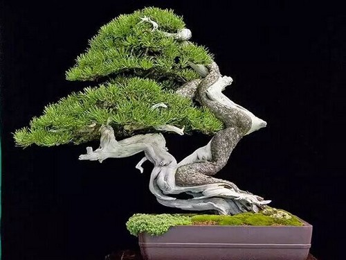 怎么提高松树移栽成活率