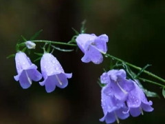 风铃草的花语及传说