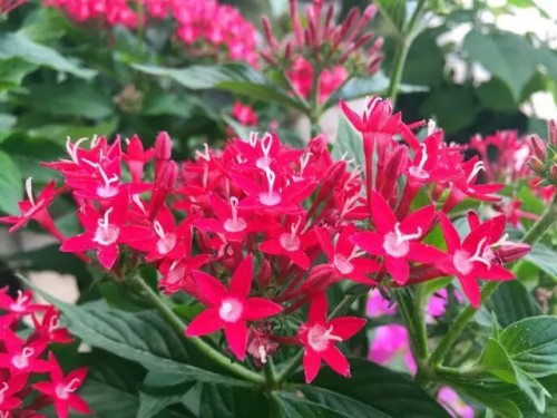 繁星花图片