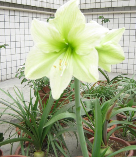 月光花盆栽图片