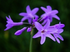 紫娇花的花语