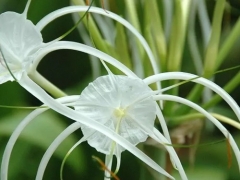 水鬼蕉的花语及资料