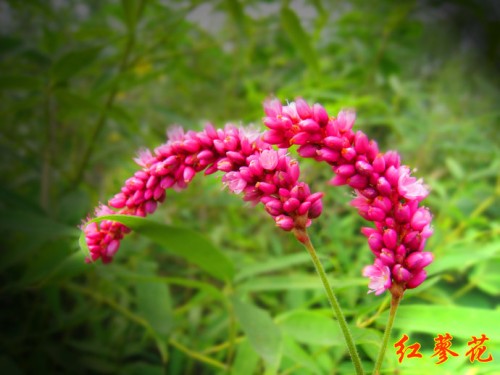 红蓼花图片