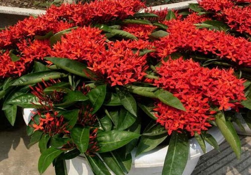 龙船花图片