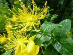 金丝桃花语