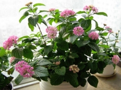五色梅的资料及花语