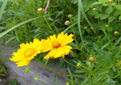 金鸡菊图片