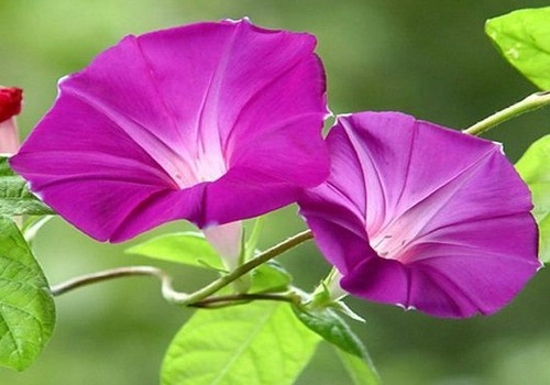 牵牛花图片
