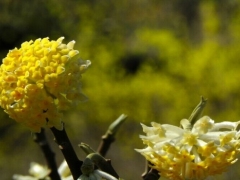 结香花的花语、传说及植物资料
