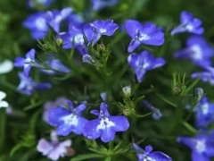 六倍利(翠蝶花)的花语
