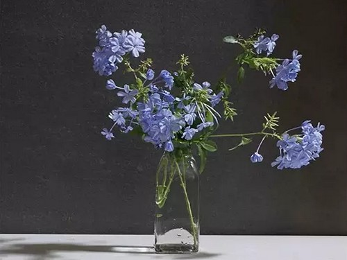 蓝雪花插花图片
