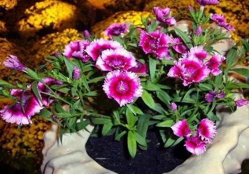 石竹花盆栽图片