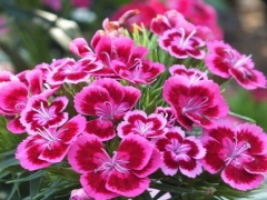 五彩石竹花语及其含义