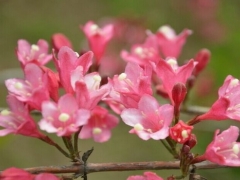 锦带花的花语