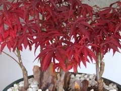 小檗花语