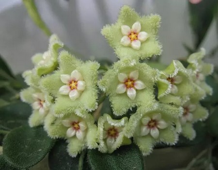 球兰花花语