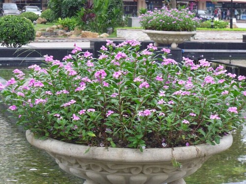 长春花盆栽图片