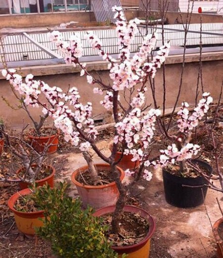 杏花盆栽图片