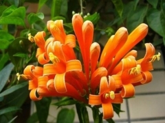 炮仗花花语