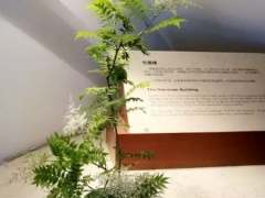 珍珠梅花语及心语