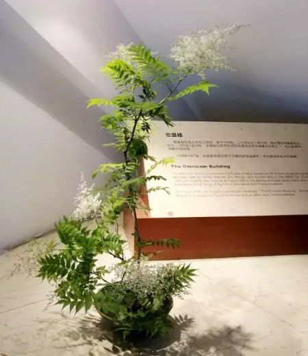 珍珠梅盆景图片