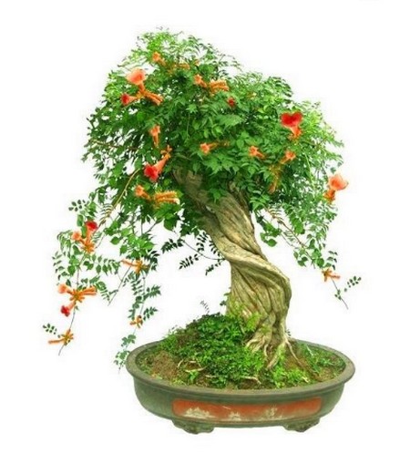 凌霄花盆景图片