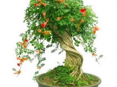 凌霄花花语及传说