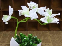 惠兰花语及象征意义