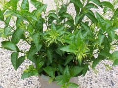 月见草花语及传说