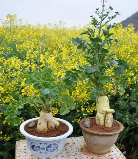 油菜花盆栽图片