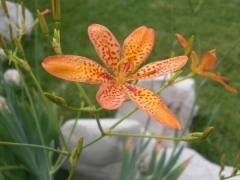 剑兰花的花语及传说