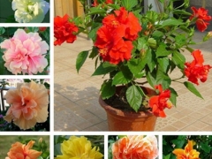 扶桑花花语及传说