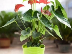 红掌的花语是什么